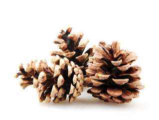Large Natural Pine Cone Isolated On White Background