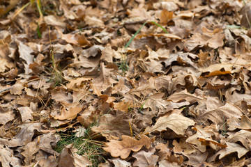fallen brown oak leaves on ground