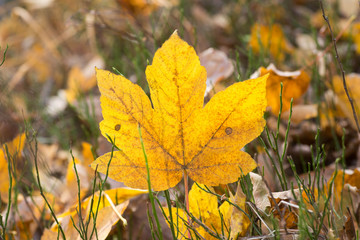 yellow maple leaf in forest macro