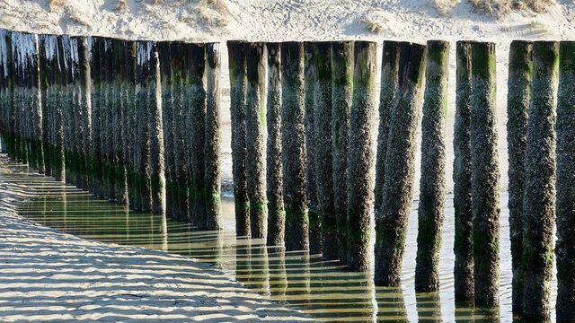 Wellenbrecher aus Holz am Nordseestrand in den Niederlanden © Omm-on-tour