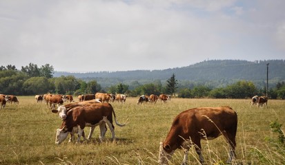 Fototapeta na wymiar Cows graze freely in the meadow.
