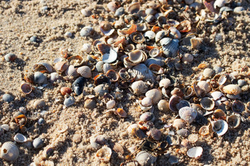 Background with sand and sea shells. Sandy surface. Wild beach theme. Image with place for text.