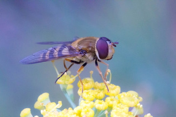 Fly macro