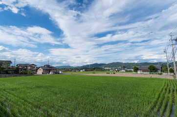 Obraz premium 青空と田んぼ