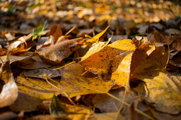 beautiful yellowed leaves in autumn