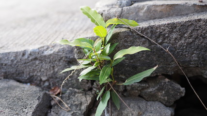little tree on street