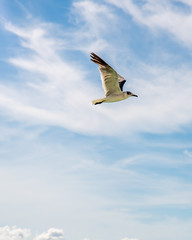 Flying bird blue skies