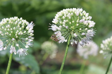 flower in the garden