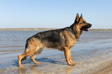 Female German Shepherd with wet hair. Smart purebred dog standing in rack near lake. Home pet.