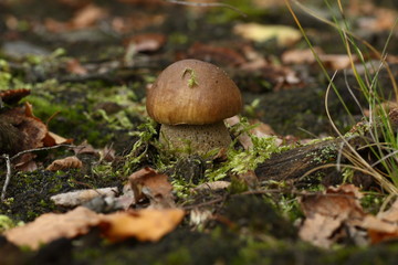 brzozowiak © Argiz