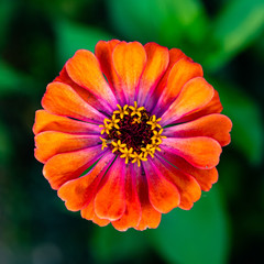 Colorful macro flowers