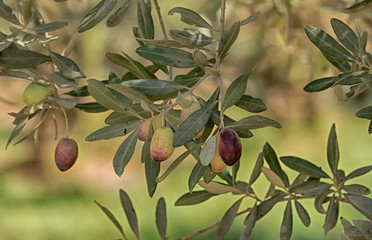 Green and black olives on long thin branches