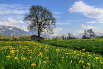 Frühling im Allgäu