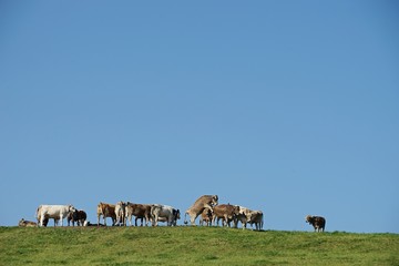 Kühe in den Alpen