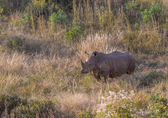 White Rhino in Savannah Landscape