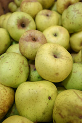 Collected pippin apples