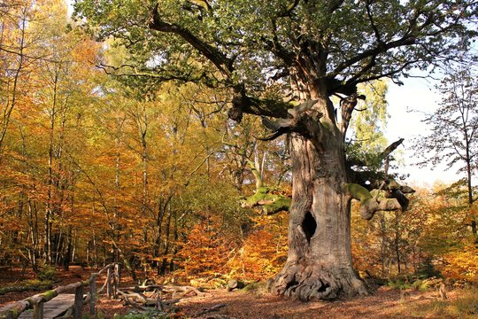Die 500jährige Kamineiche im Urwald Sababurg im Herbst 

