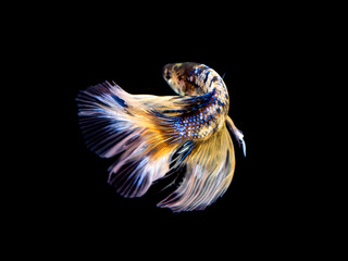 Fighting fish on black background 6