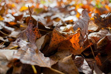 beautiful yellowed leaves in autumn