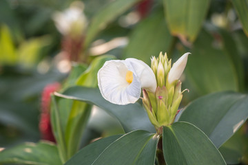 Cheilocostus speciosus flower or Crape Ginger.Family name Costaceae (Spiral Ginger) A colorful blooming Crape Ginger flower in the garden.