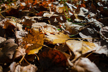 beautiful yellowed leaves in autumn