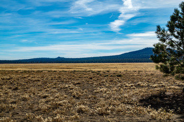 Open meadow in Lassen National Forest in northern California
