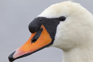 A portrait of a mute swan (Cygnus olor) that is drinking water. With water still dripping of its feathers and beak.