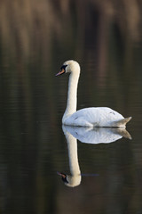Obraz premium An elegant mute swan (Cygnus olor) swimming in the morning light in a lake.