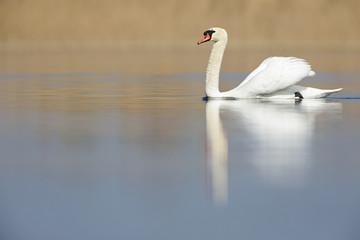 An elegant mute swan (Cygnus olor) swimming in the morning light in a lake.