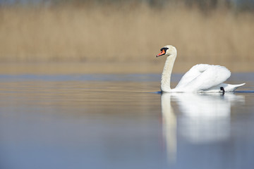 An elegant mute swan (Cygnus olor) swimming in the morning light in a lake.