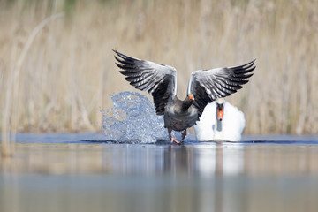 An elegant mute swan (Cygnus olor) attacking a greylag goose in the water.