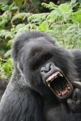 Zähnefletschender Silberrrücken Berggorilla männlich Portrait Gesicht