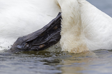Obraz premium A closeup of a mute swan (Cygnus olor) that is drinking water. With its head still in the water scratching its neck with its leg.