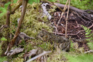 Toad