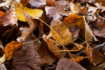 beautiful yellowed leaves in autumn