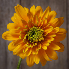 Yellow flower terry coneflowers on the background of a textural old board.