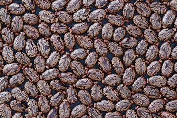 Samen des Wunderbaums (Ricinus communis) - Hintergrund