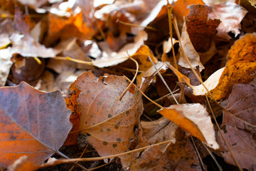 beautiful yellowed leaves in autumn