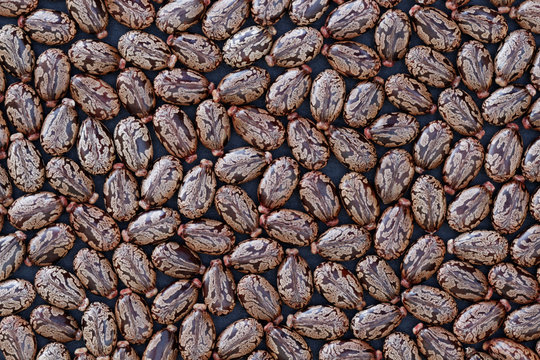 Samen des Wunderbaums (Ricinus communis) - Hintergrund