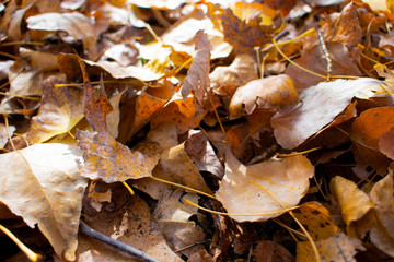 beautiful yellowed leaves in autumn