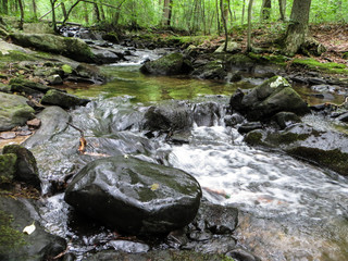 Forest Stream in Spring