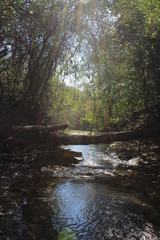 Obraz premium Clareira