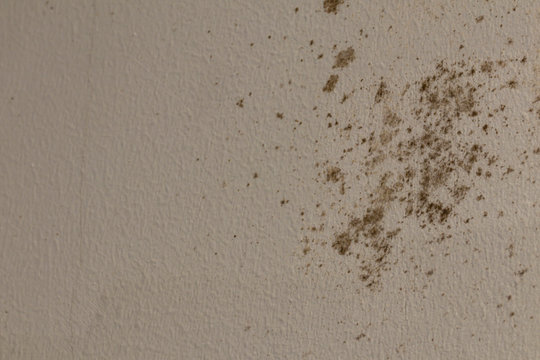 Black mold buildup on walls in house.Damp and mould are caused by excess moisture.