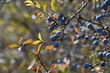 Schlehdorn im Herbst