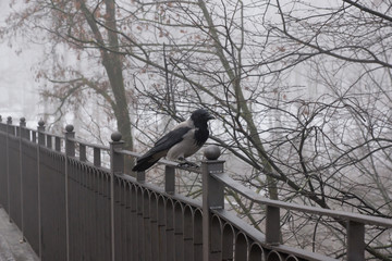Black crow, Corvus corone, common crow perched on a steel fence
