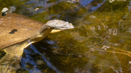 A softshell turtle swimming in the water. An amphibian native to Florida in North America, found in Tucson, Arizona as a discarded pet, and is now considered an invasive species.