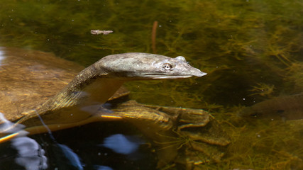 A softshell turtle swimming in the water. An amphibian native to Florida in North America, found in Tucson, Arizona as a discarded pet, and is now considered an invasive species.
