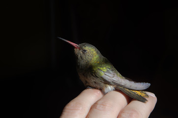 colibrí sostenido en una mano © aliplan
