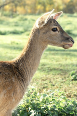 Obraz premium Roe deer portrait