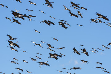 Massive Flock of Sandhill Cranes During the Annual Migration Near Monte Vista, Colorado